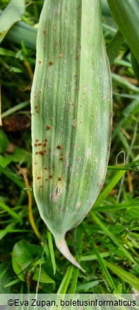 Puccinia phyllostachydis