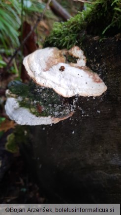 Trametes gibbosa