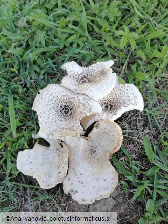 Lentinus tigrinus