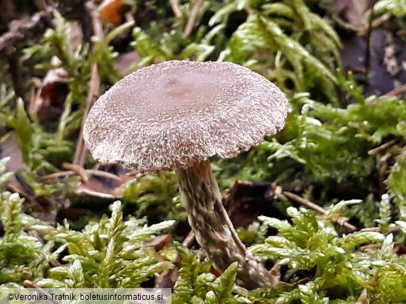 Cortinarius flexipes