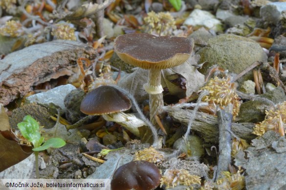 Conocybe aporos