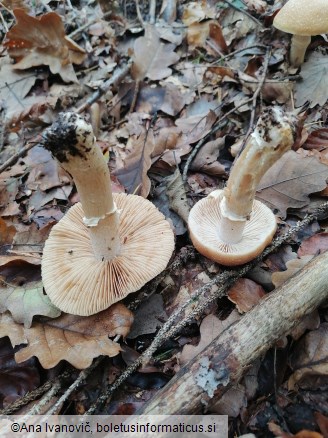 Cortinarius caperatus