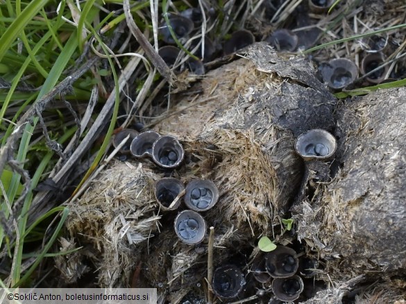 Cyathus stercoreus