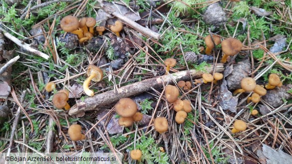 Cantharellus tubaeformis