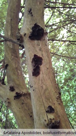 Auricularia auricula-judae