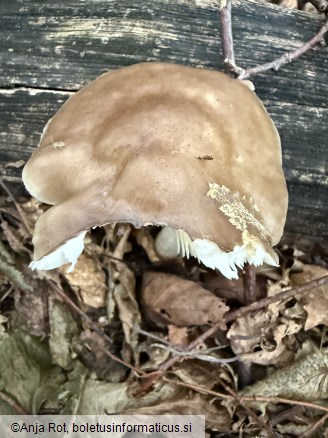 Pluteus cervinus