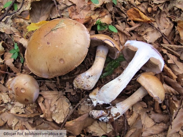 Cortinarius largus