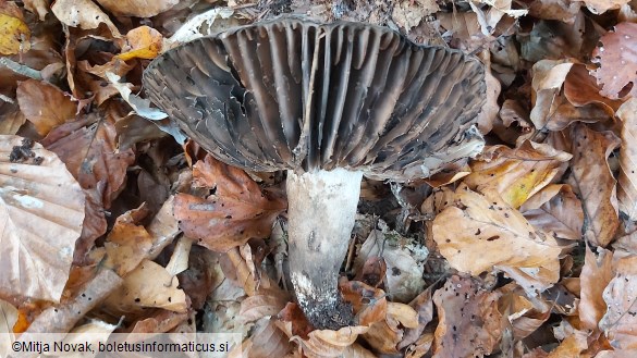 Russula nigricans