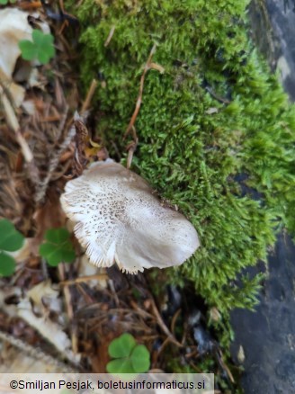 Pluteus petasatus
