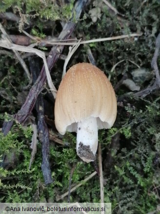 Coprinellus micaceus