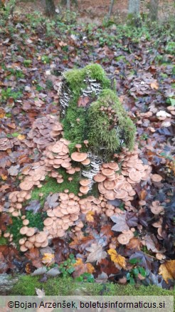 Armillaria borealis