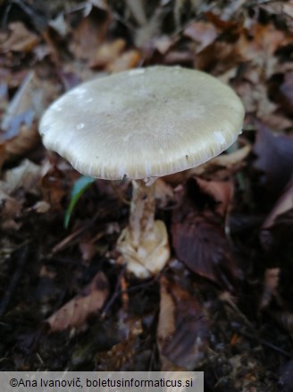 Amanita phalloides