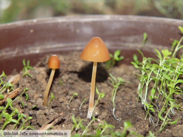 Conocybe siennophylla
