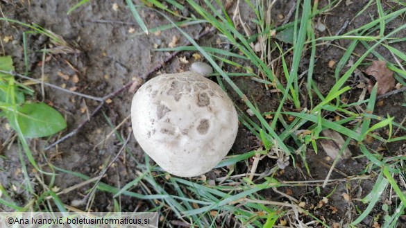 Amanita strobiliformis