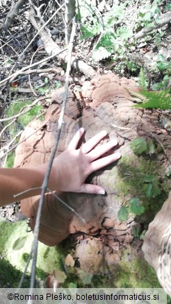 Ganoderma applanatum