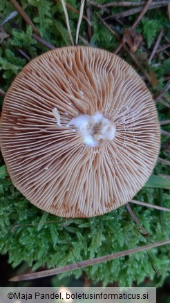 Lactarius acerrimus