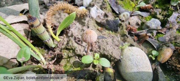 Psathyrella orbitarum