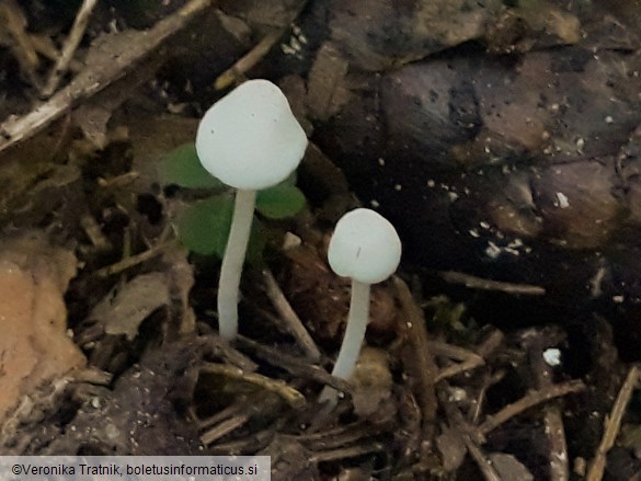 Hemimycena lactea