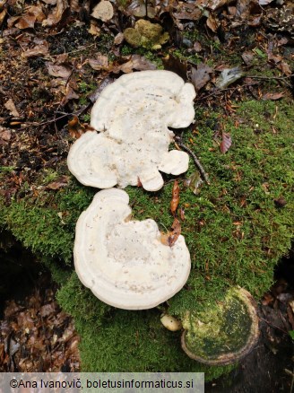Trametes gibbosa f. hirsuta