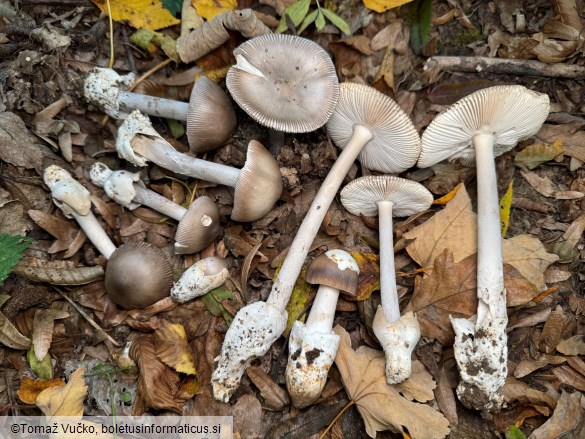 Amanita griseocaerulea