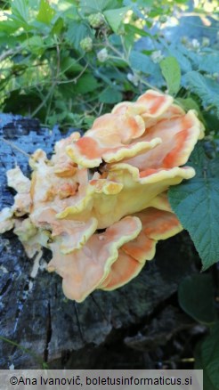 Laetiporus sulphureus