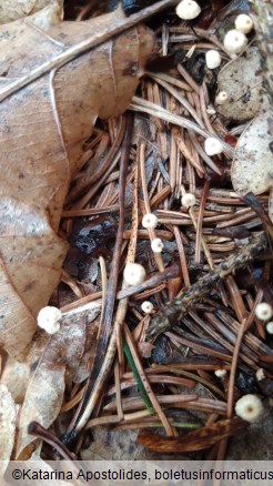 Marasmius bulliardii f. acicola