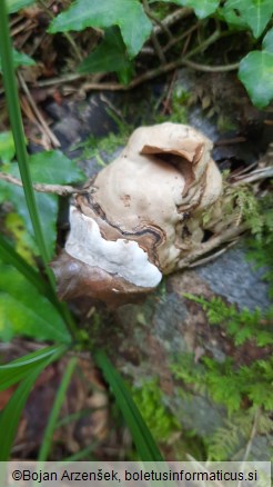 Fomes fomentarius