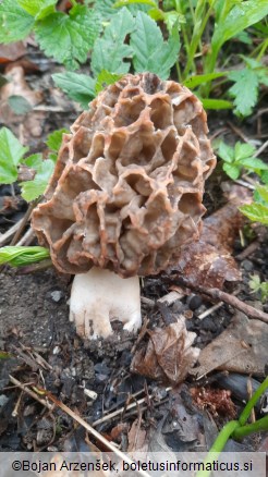 Morchella vulgaris