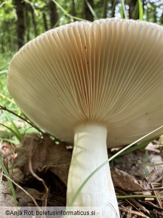 Russula medullata