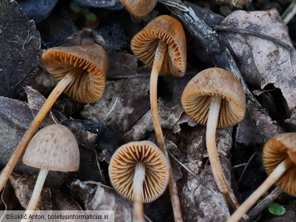 Conocybe anthracophila var. anthracophila