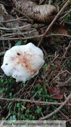 Rhodocollybia maculata