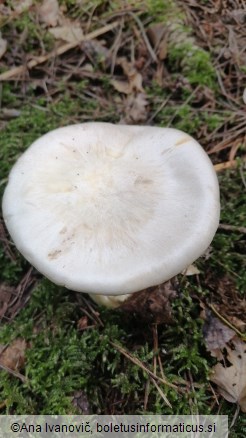 Entoloma sinuatum