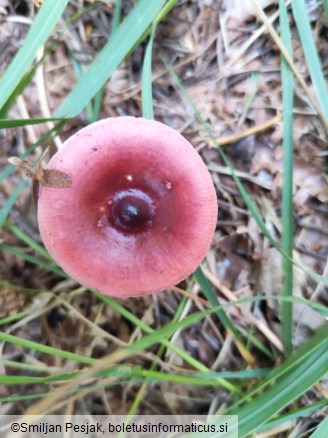 Russula caerulea