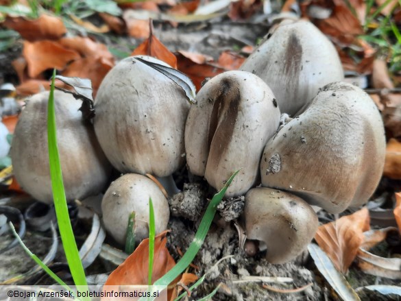 Coprinopsis atramentaria