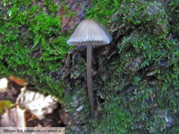 Mycena inclinata