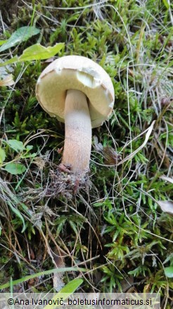 Boletus reticulatus