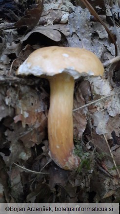 Suillus bovinus