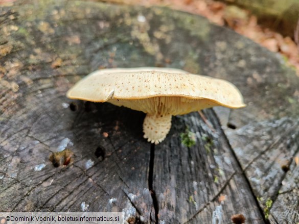 Neolentinus lepideus