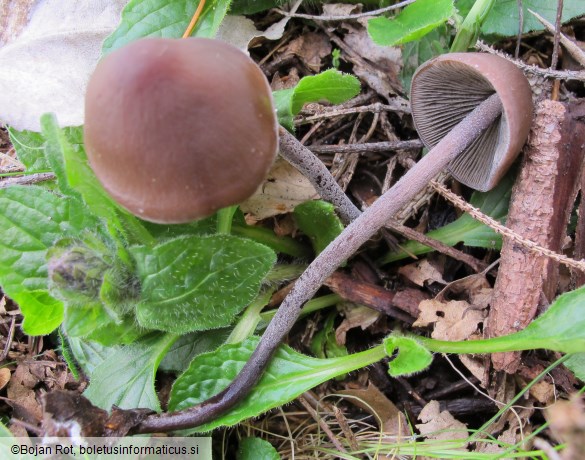 Panaeolus rickenii