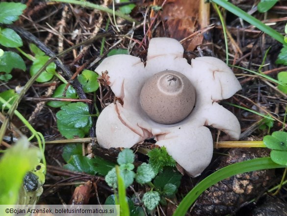 Geastrum triplex