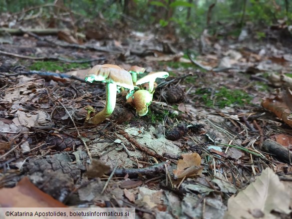 Hypholoma lateritium