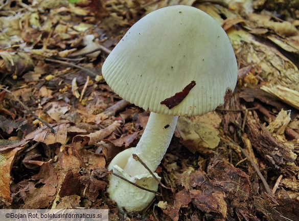 Amanita huijsmanii