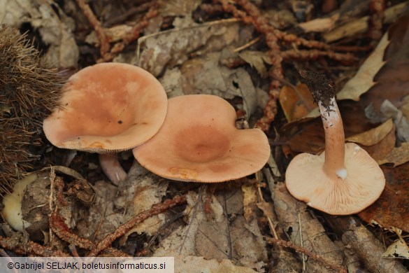 Lactarius subdulcis
