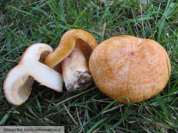 Lactarius porninsis