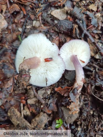 Calocybe ionides