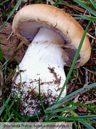 Cortinarius varius