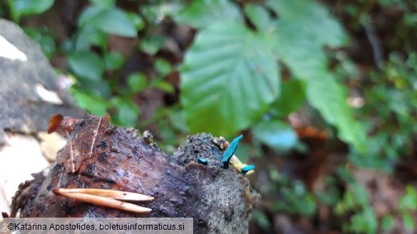 Chlorociboria aeruginascens