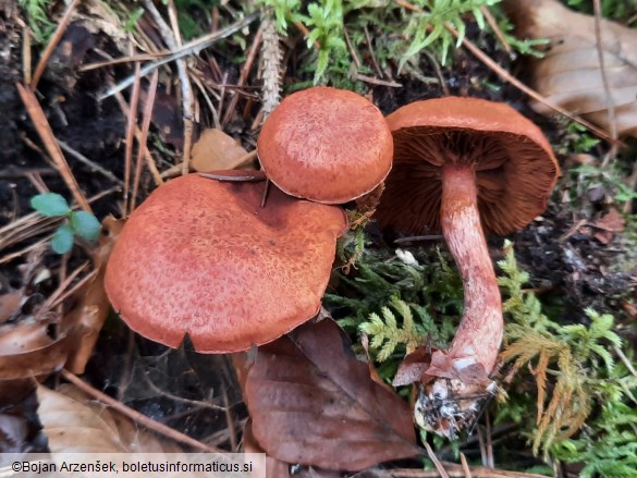 Cortinarius bolaris