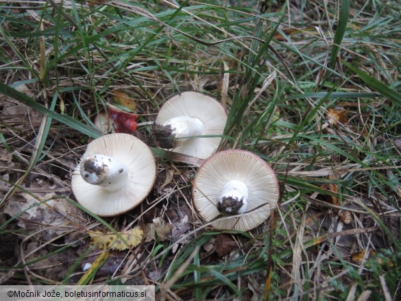 Russula decipiens