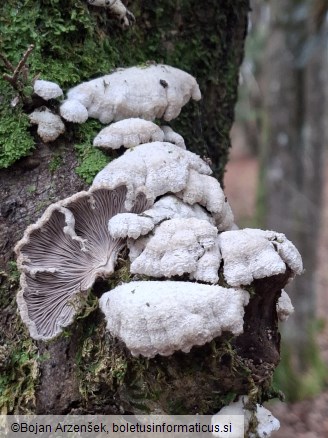 Schizophyllum commune
